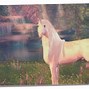 Image result for Unicorn Spirit Animal