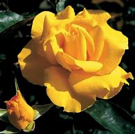 Image result for Midas Touch Rose