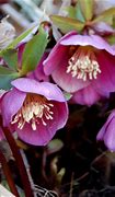 Image result for Helleborus orientalis Early Purple