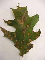 Image result for Tree Disease Identification