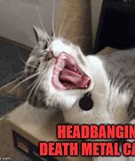 Image result for Metal Cat Meme