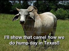 Image result for Cow Hump Day Memes