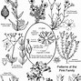 Image result for caryophyllaceae
