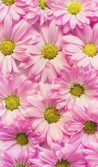 Image result for iPhone 6s Flower Wallpaper