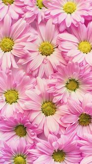 Image result for Floral iPhone 6s Wallpaper