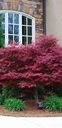 Image result for Red Dragon Japanese Maple