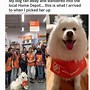Image result for Wholesome Dog Memes