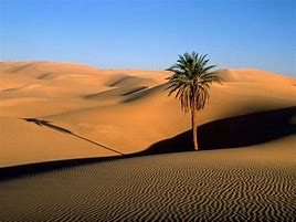 Image result for Desert in Saudi Arabia