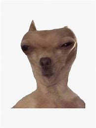 Image result for Distorted Dog Meme