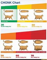 Image result for Cat Fat Chart Meme