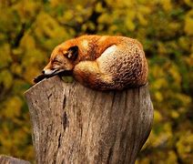 Image result for Wildlife Phone Wallpapers