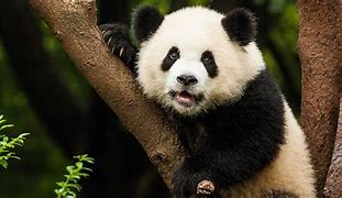 Image result for Giant Panda Wallpaper