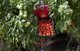 Image result for Local Organic Farms