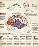 Image result for Aging Brain and Eye