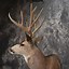 Image result for Deer Shoulder Mount