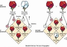 Image result for Mendelian Genetic Crosses