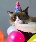 Image result for grumpiest cats party meme