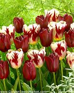 Image result for Tulipa National Velvet