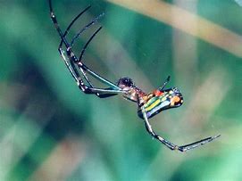 Image result for Realistic Toy Spiders