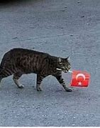 Image result for Turkish Cat Meme