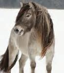 Image result for Yakutian Horse