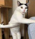 Image result for Help Me Cat Meme