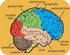 Image result for Brain Universe