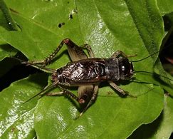 Image result for Ohio Crickets