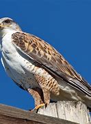 Image result for Ferruginous Hawk