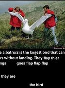 Image result for Albatross Meme