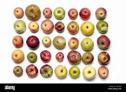 Image result for Apple Species