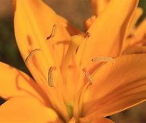 Image result for Lily Flower Petal SVG