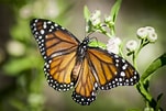 Image result for Butterflies. Size: 151 x 101. Source: photostockeditor.com
