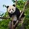 Image result for Chinese Giant Panda