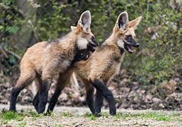 Image result for Animated Wolves