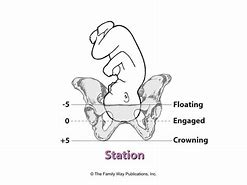 Image result for Stages of Labor and Delivery Chart