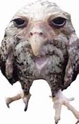 Image result for Surprised Owl Meme