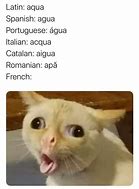 Image result for Funny Spanish Cat Memes