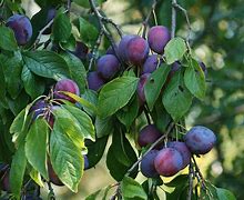 Image result for Prunus domestica Kirkes Plum