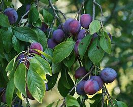 Bildergebnis für Prunus domestica Czar