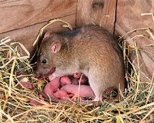 Image result for Rat the Size of Two Horses