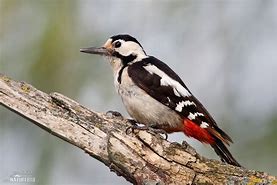 Image result for Dendrocopos syriacus
