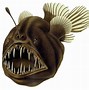 Image result for Ugly Fish