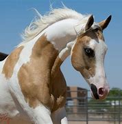 Image result for Arabian Horse with Blue Eyes