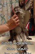 Image result for Crazy Funny Good Morning GIF