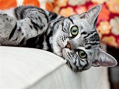 Image result for American Shorthair