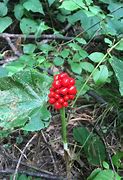 Image result for Clusyter Berry Plant