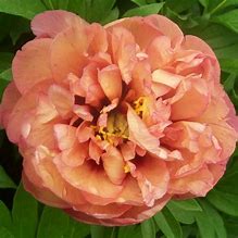Image result for Paeonia itoh Orange Victory