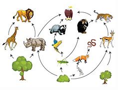 Image result for Food Chain Mobile