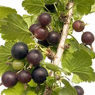 Image result for Ribes Jostabes